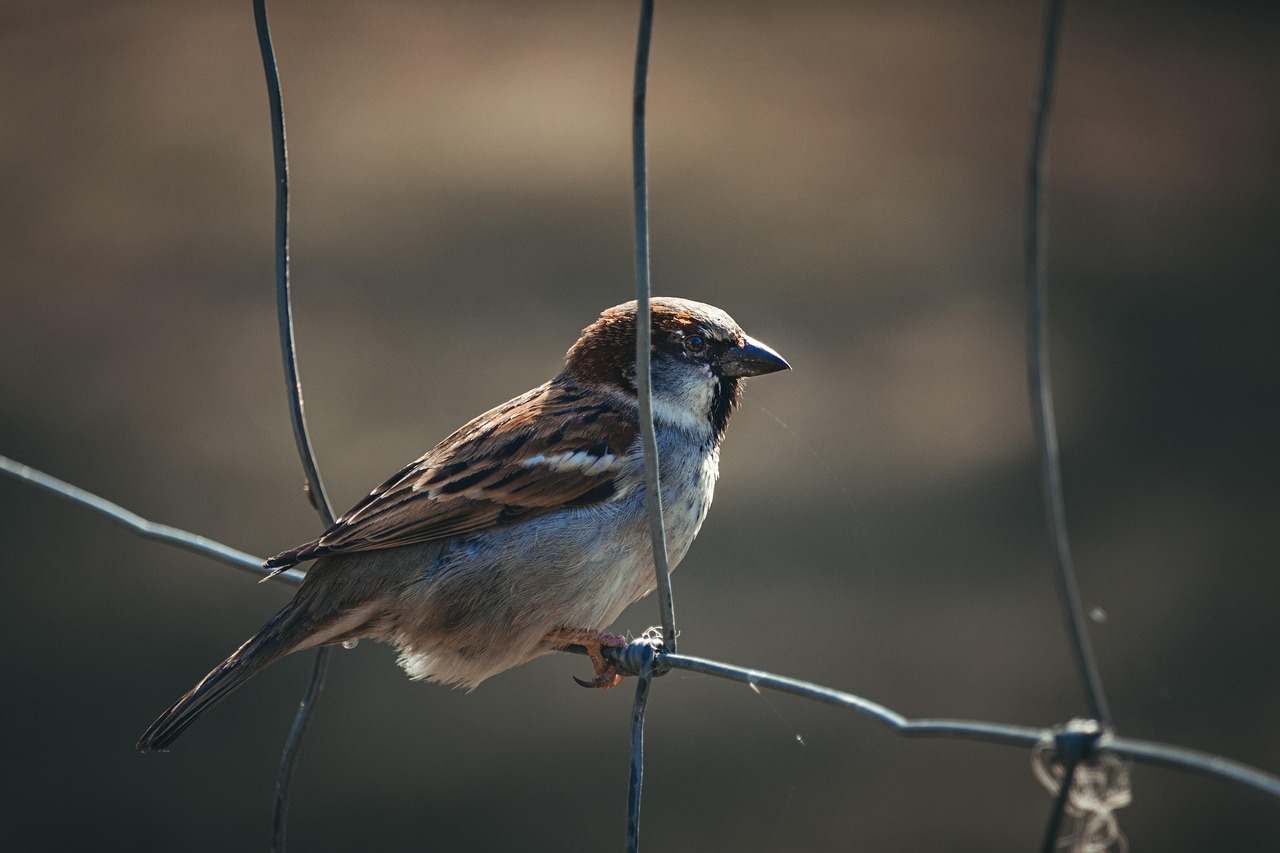 Embu Birding Safari